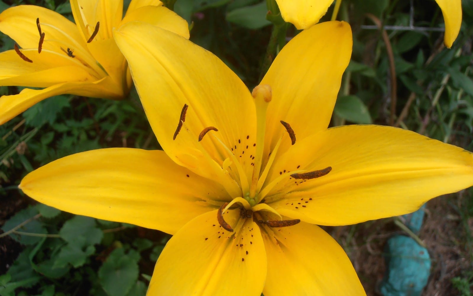 Close-up macro photo of bright yellow lily blossoms with green background and pollen-dotted center