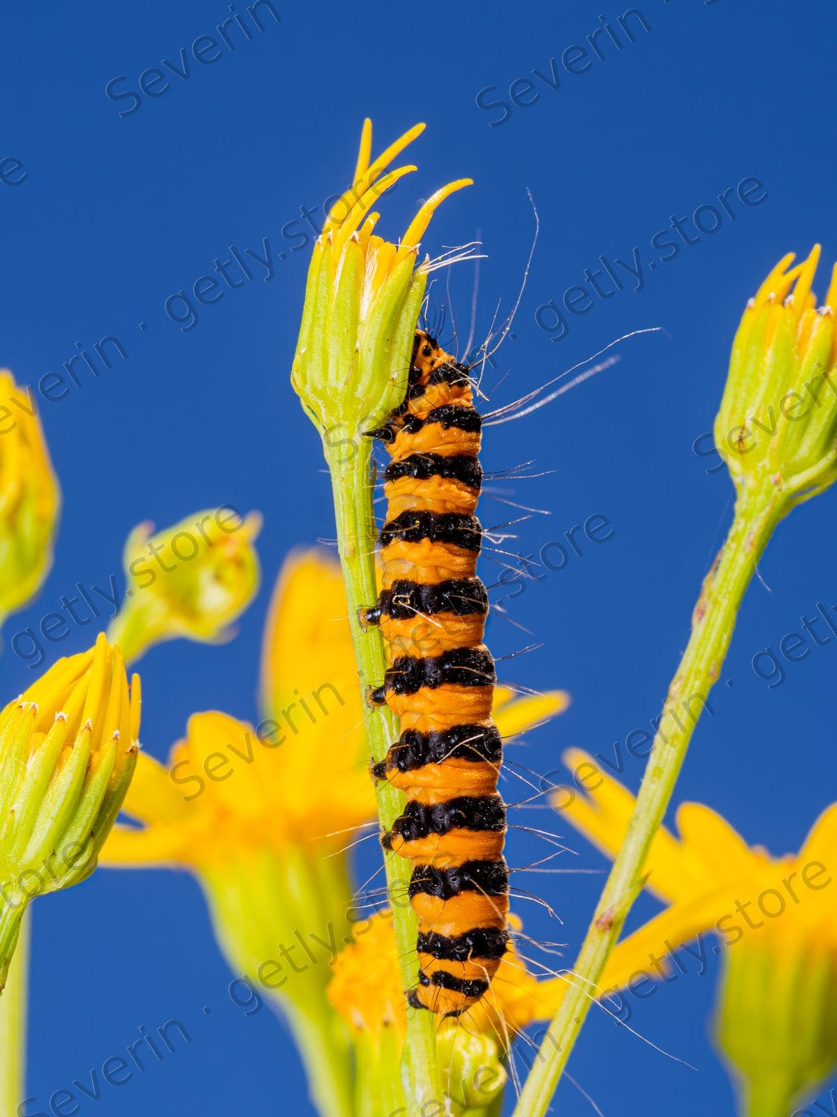 Cinnabar moth caterpillar on a yellow flower stem